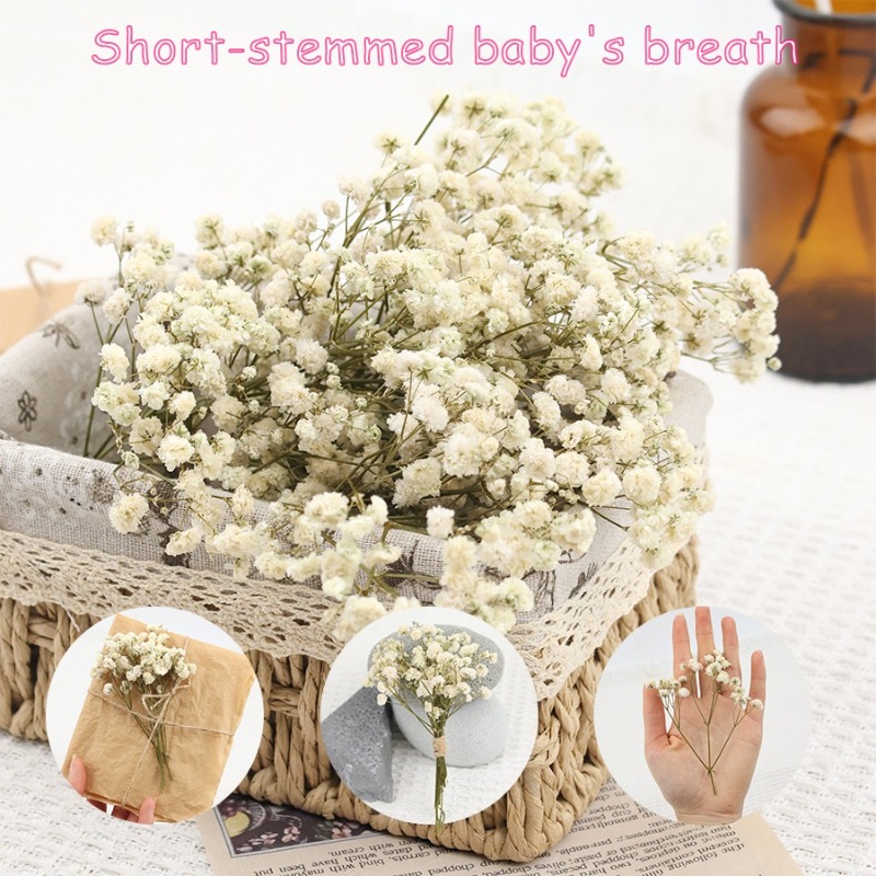 Baby Breath Dried - 50 piezas de flores de gypsophila