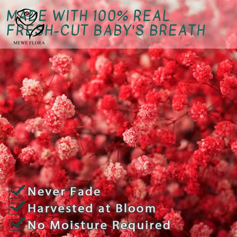 Ramo de flores secas para el a - Baby Breath Dried reseña y precio