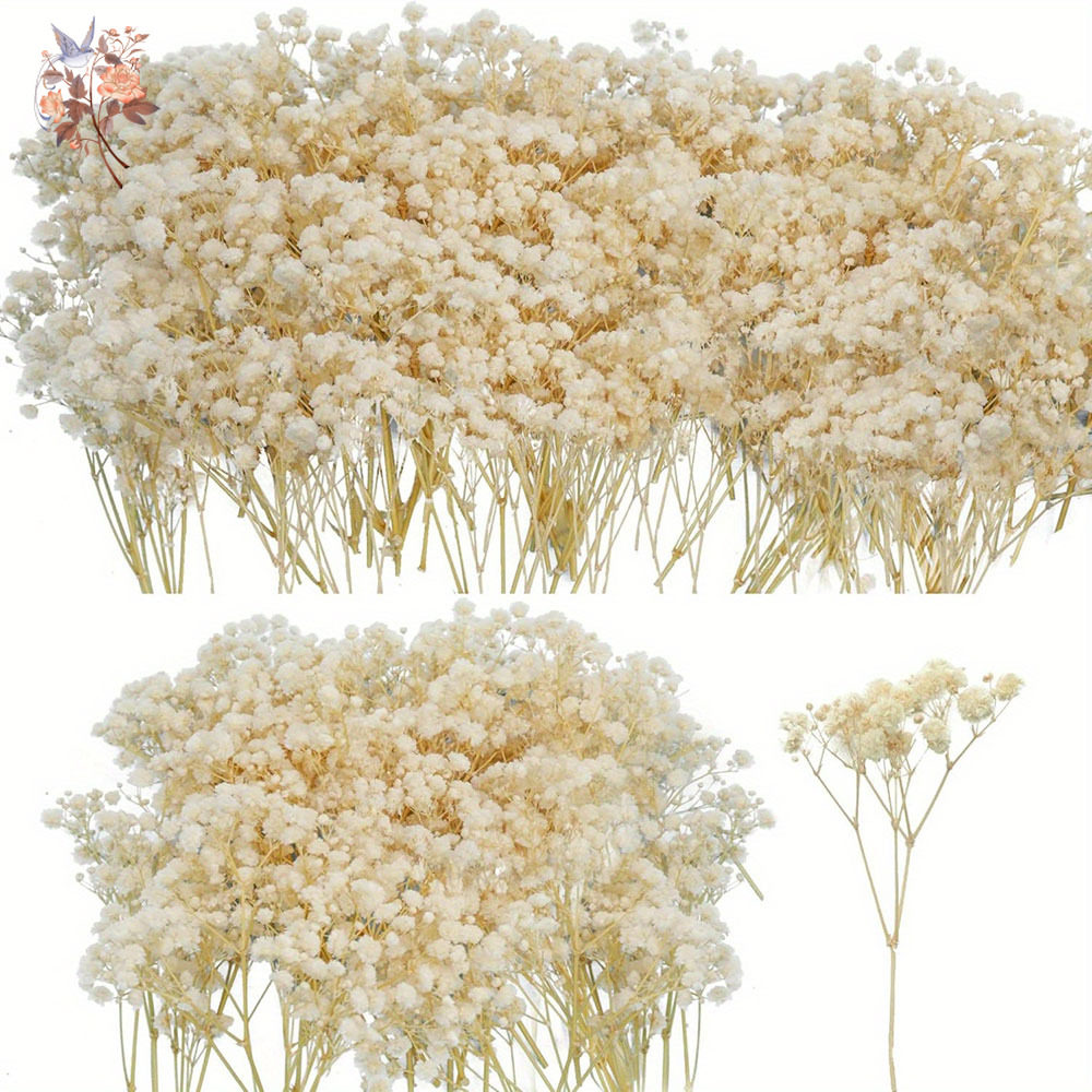 Mini flor de Gypsophila seca,  - Baby Breath Dried reseña y precio