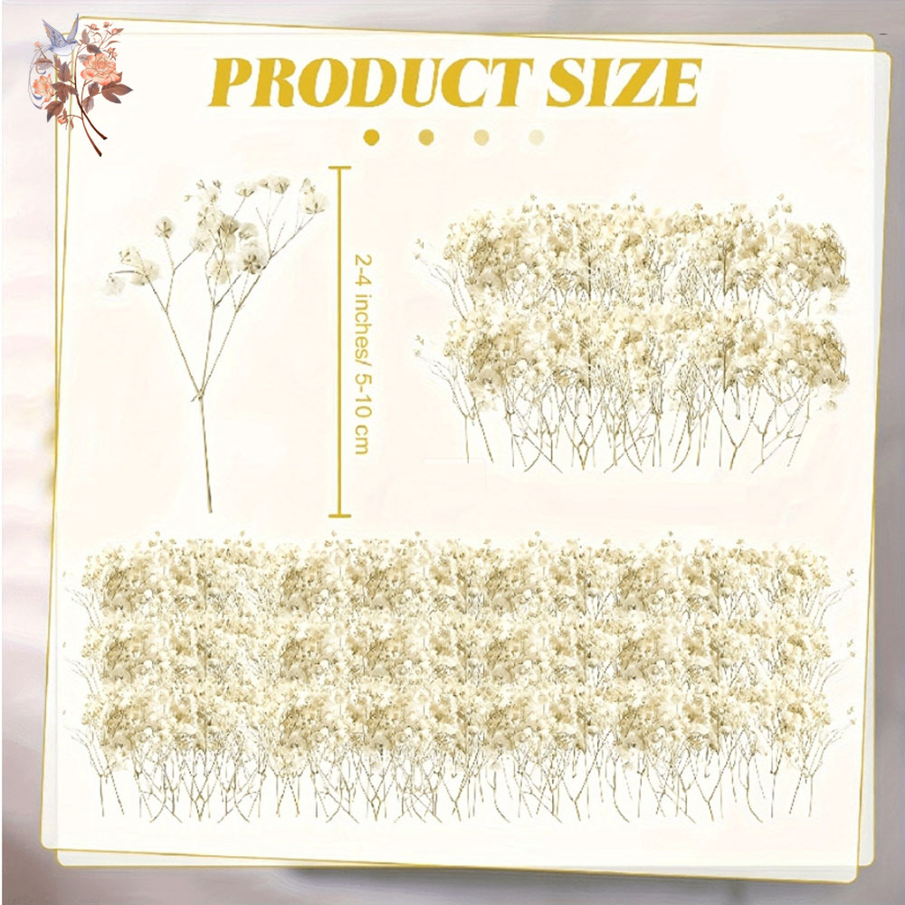 Mini flor de Gypsophila seca,  - Baby Breath Dried reseña y precio