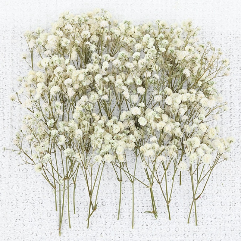 50 piezas de flores de gypsoph - Baby Breath Dried reseña y precio