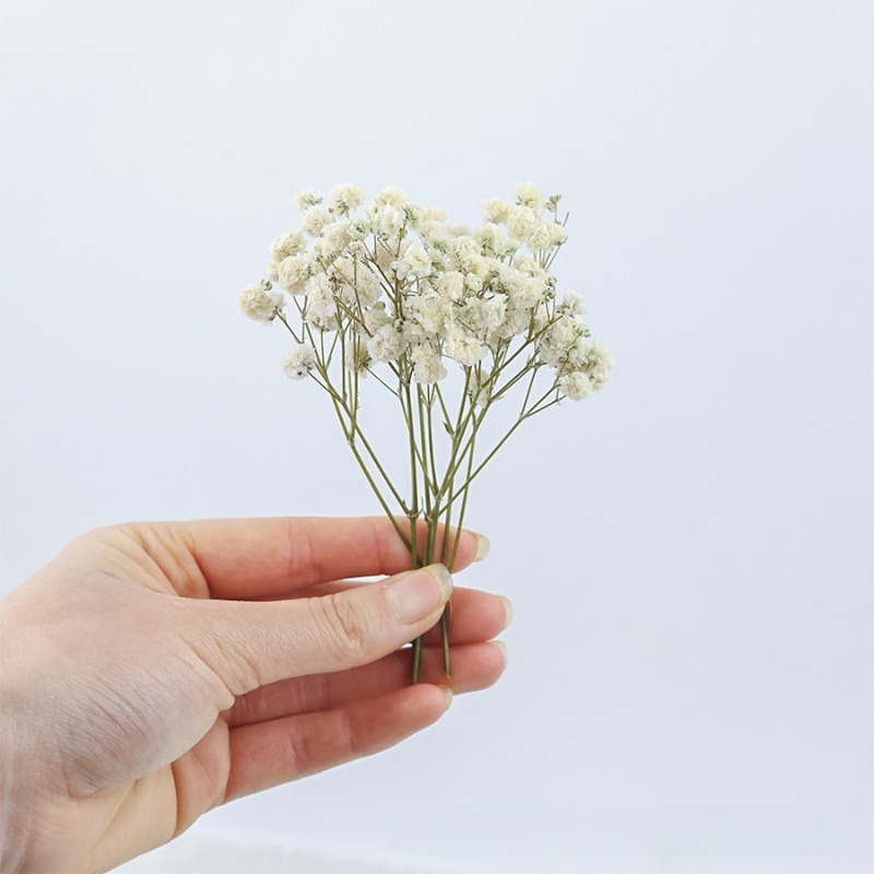 50 piezas de flores de gypsoph - Baby Breath Dried reseña y precio