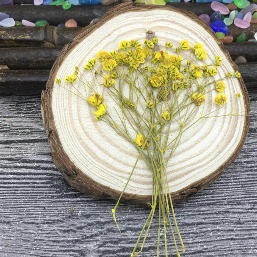 60 piezas de plantas de panicu - Baby Breath Dried reseña y precio