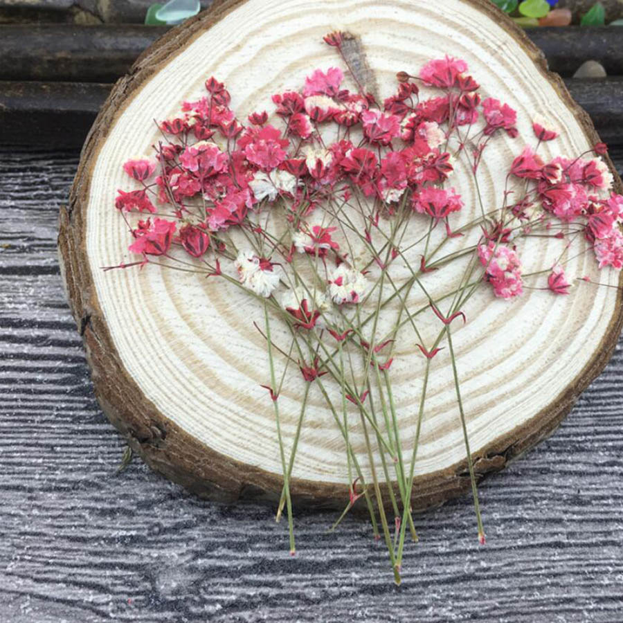 60 piezas de plantas de panicu - Baby Breath Dried reseña y precio